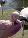 FZ006393 Andean flamingo (Phoenicopterus andinus).jpg